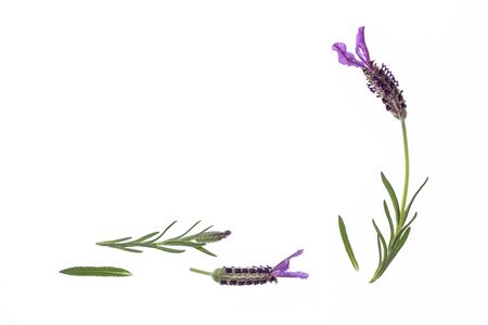 closeup of French lavender flowers and buds on white background with copyspaceの写真素材
