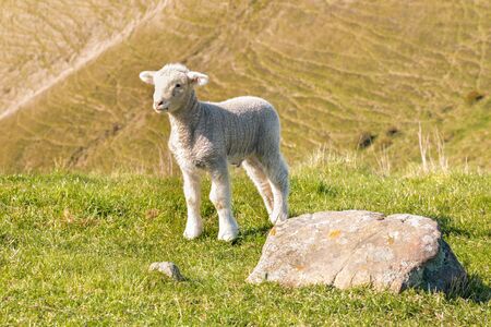 closeup of curious little lamb standing on grass with blurred background and copy spaceの写真素材