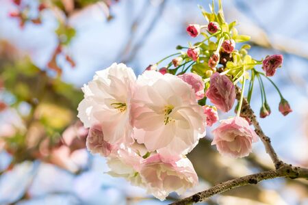 ornamental cherry tree flower and buds in springtime with blurred backgroundの写真素材