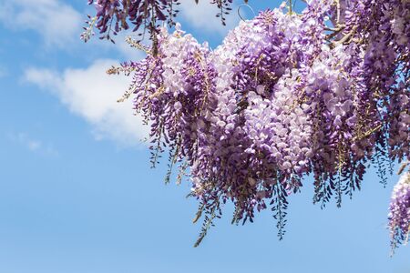 purple Japanese Wisteria (Wisteria Floribunda) flowers in bloom against blue sky with copy space on leftの写真素材