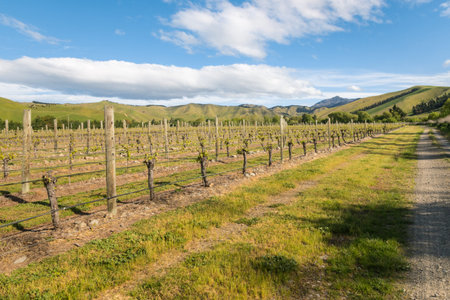 New Zealand vineyards landscape in springtime with blue sky and copy spaceの写真素材