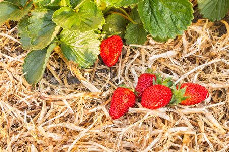 closeup of ripe strawberries growing on straw in organic garden with copy spaceの写真素材