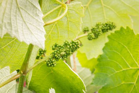 closeup of grapevine inflorescence with flower buds and leavesの写真素材