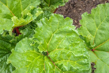 closeup of rhubarb plant with young leaves growing in organic gardenの写真素材