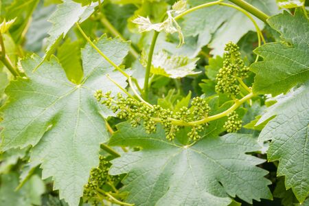 closeup of grapevine flower buds with tendrils and leaves in springtimeの写真素材
