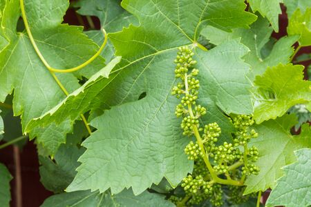 grapevine leaves with flower buds growing in organic vineyardの写真素材