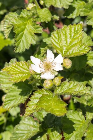 raspberry plant in bloom with flower, buds and leaves growing in organic gardenの写真素材