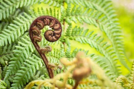 closeup of koru frond - New Zealand silver fern with blurred background and copy spaceの写真素材