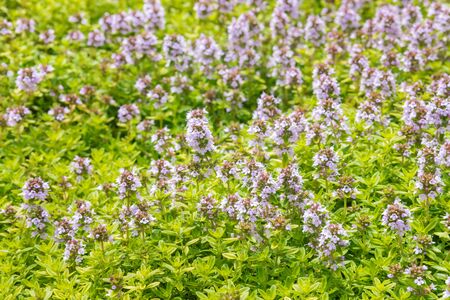 garden thyme background with purple flowers in bloomの写真素材