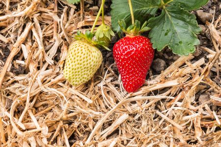 ripe and unripe strawberries growing on straw in organic gardenの写真素材