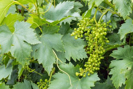 closeup of unripe grape bunch growing in organic vineyard with copy space on rightの写真素材