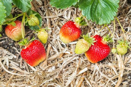 detail of ripe and unripe strawberries in organic garden with copy space belowの写真素材