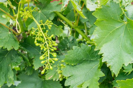 green grape bunch with flowers and unripe grapes in vineyard with copy space on rightの写真素材