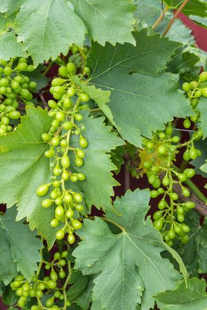 closeup of unripe green grape bunches with leaves in vineyardの写真素材