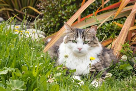 closeup of tabby cat resting on grass with flowers in gardenの写真素材