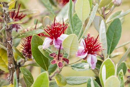 closeup of feijoa tree with feijoa flowers in bloomの写真素材