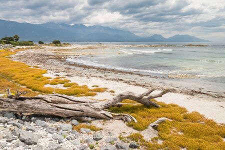 driftwood and yellow flowers on sandy beach at Kaikoura Peninsula, South Island, New Zealandの写真素材