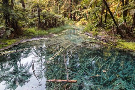 New Zealand temperature rainforest with lush vegetation and fern trees submerged in water creekの写真素材
