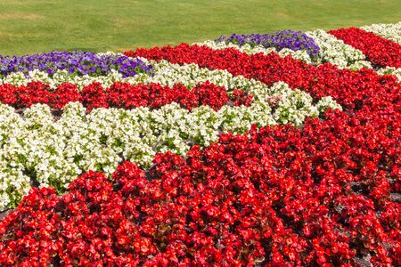 red and white begonias floral display in shape of the Union Jackの写真素材