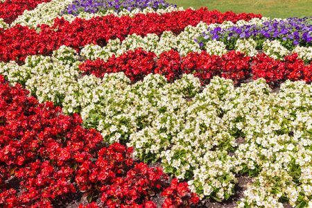 red and white wax begonias growing in the shape of the British flag in formal gardenの写真素材