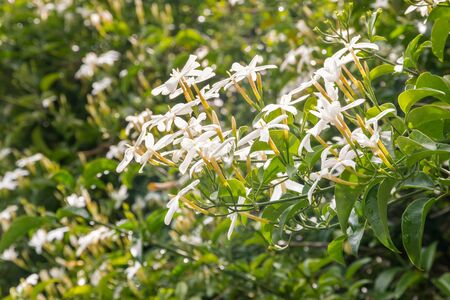 star jasmine with flowers in bloom growing in garden as screening plantの写真素材