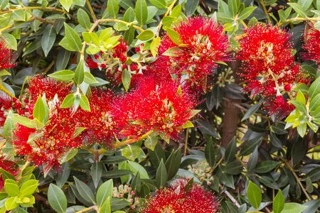 closeup of Pohutukawa tree in bloom with bright red flowersの写真素材
