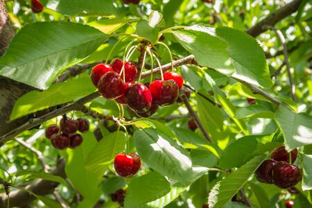 closeup of cherry tree branch with bunch of ripe red cherriesの写真素材