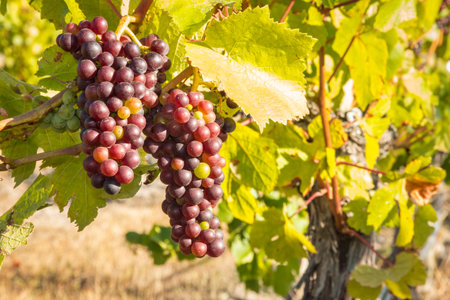 closeup of Pinot Noir grapes ripening on vine in organic vineyard