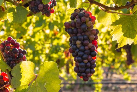 backlit bunch of Pinot Noir grapes growing in vineyard with blurred background and copy spaceの写真素材