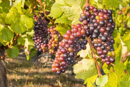 bunches of pinot noir grapes ripening on vine in organic vineyardの写真素材