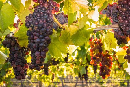 bunches of backlit pinot noir grapes growing in organic vineyard at harvest timeの写真素材