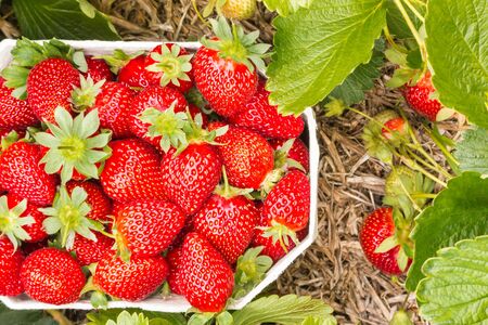 freshly picked organic strawberries in punnet with copy spaceの写真素材