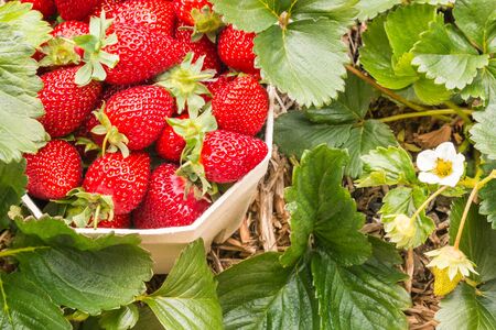 carton punnet full of ripe strawberries with strawberry plant in organic gardenの写真素材