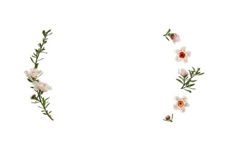 closeup of manuka tree flowers frame isolated on white background with copy spaceの写真素材