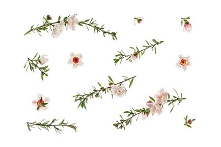 New Zealand white manuka tree twigs and flowers in bloom backgroundの写真素材