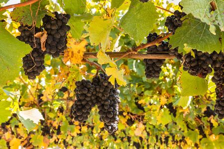 bunches of ripe Pinot Noir grapes growing on vine in vineyard at harvest timeの写真素材