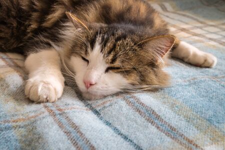 closeup of tabby cat resting on blue tartan woollen throwの写真素材