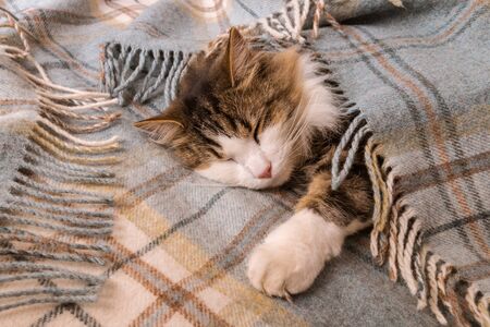 tired tabby cat resting under tartan wool blanket with fringeの写真素材
