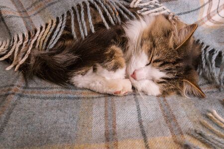 tabby kitten sleeping wrapped in pale blue tartan wool blanket  with fringeの写真素材