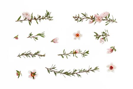 collection of New Zealand manuka tree flowers in bloom isolated on white backgroundの写真素材