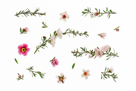 white and pink New Zealand manuka tree flowers in bloom isolated on white backgroundの写真素材