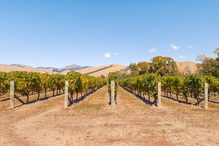 New Zealand autumn vineyard landscape with blue sky and copy spaceの写真素材
