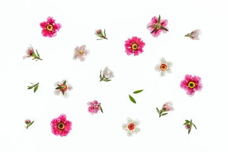 pink and white New Zealand manuka tree flowers arranged on white backgroundの写真素材