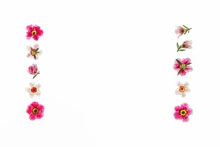 pink and white New Zealand teatree flowers arranged as picture frameの写真素材