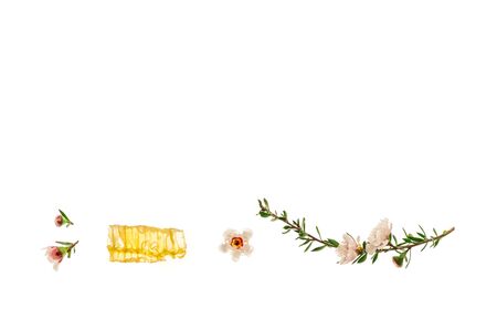 pure manuka honey and manuka flowers isolated on white background with copy space aboveの写真素材