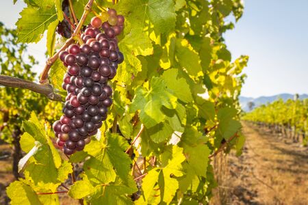 bunch of Pinot Noir grapes growing in vineyard at harvest time with blue sky and copy spaceの写真素材