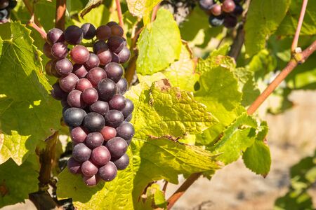 bunch of ripe Merlot grapes growing on vine in vineyard at harvest timeの写真素材