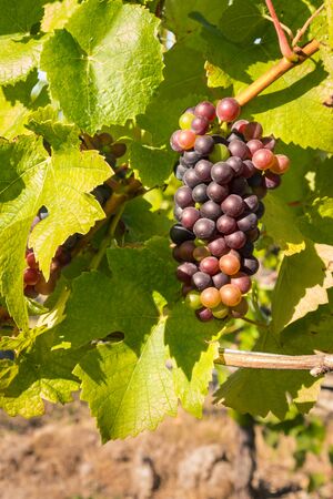 bunch of syrah grapes growing on vine in vineyard at harvest timeの写真素材