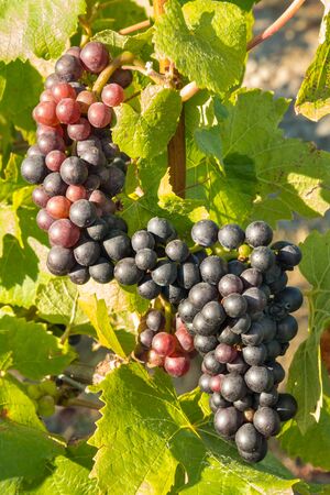 closeup of ripe Pinot Noir grapes growing on vine in vineyard at harvest timeの写真素材