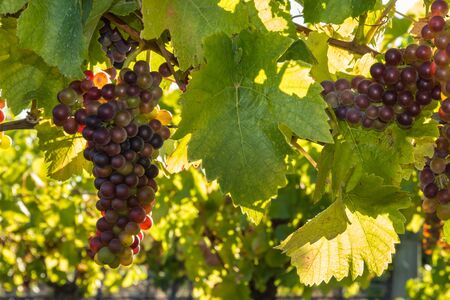 bunches of backlit Pinot Noir grapes growing in organic vineyard with blurred backgroundの写真素材